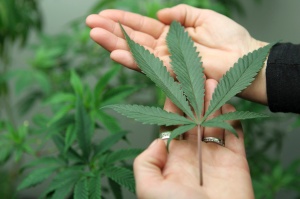A marijuana leaf is displayed in 2012 at the Canna Pi medical marijuana dispensary in Seattle. Catholic health care ethicists say medical marijuana has potential merits and pitfalls but political and medical considerations are not being consistently managed from state to state as legalization spreads. (CNS photo/Anthony Bolante, Reuters)